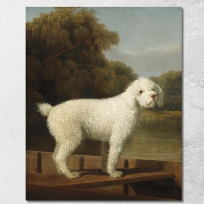 Barboncino Bianco In Un Barchino George Stubbs gst56 quadro stampa su tela