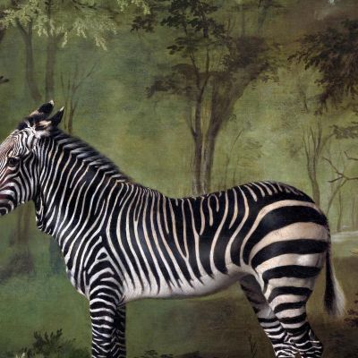 Zebra 1763 George Stubbs gst57 quadro stampa su tela