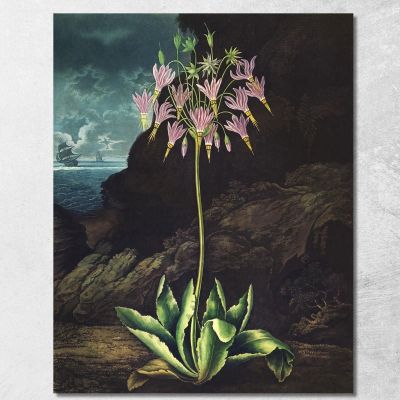 La Primula Americana Del Tempio Di Flora Robert John Thornton rjt14 quadro stampa su tela