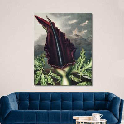 Die Drachenwurz Aus Dem Tempel Der Flora Robert John Thornton, rjt17 drucken auf leinwand