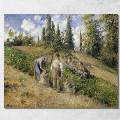 La Vendemmia Pontoise 1881 Camille Pissarro cps82 quadro stampa su tela