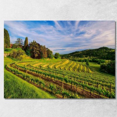 Quadro Moderno Vigneto Collinare Al Tramonto foo119 quadro stampa su tela
