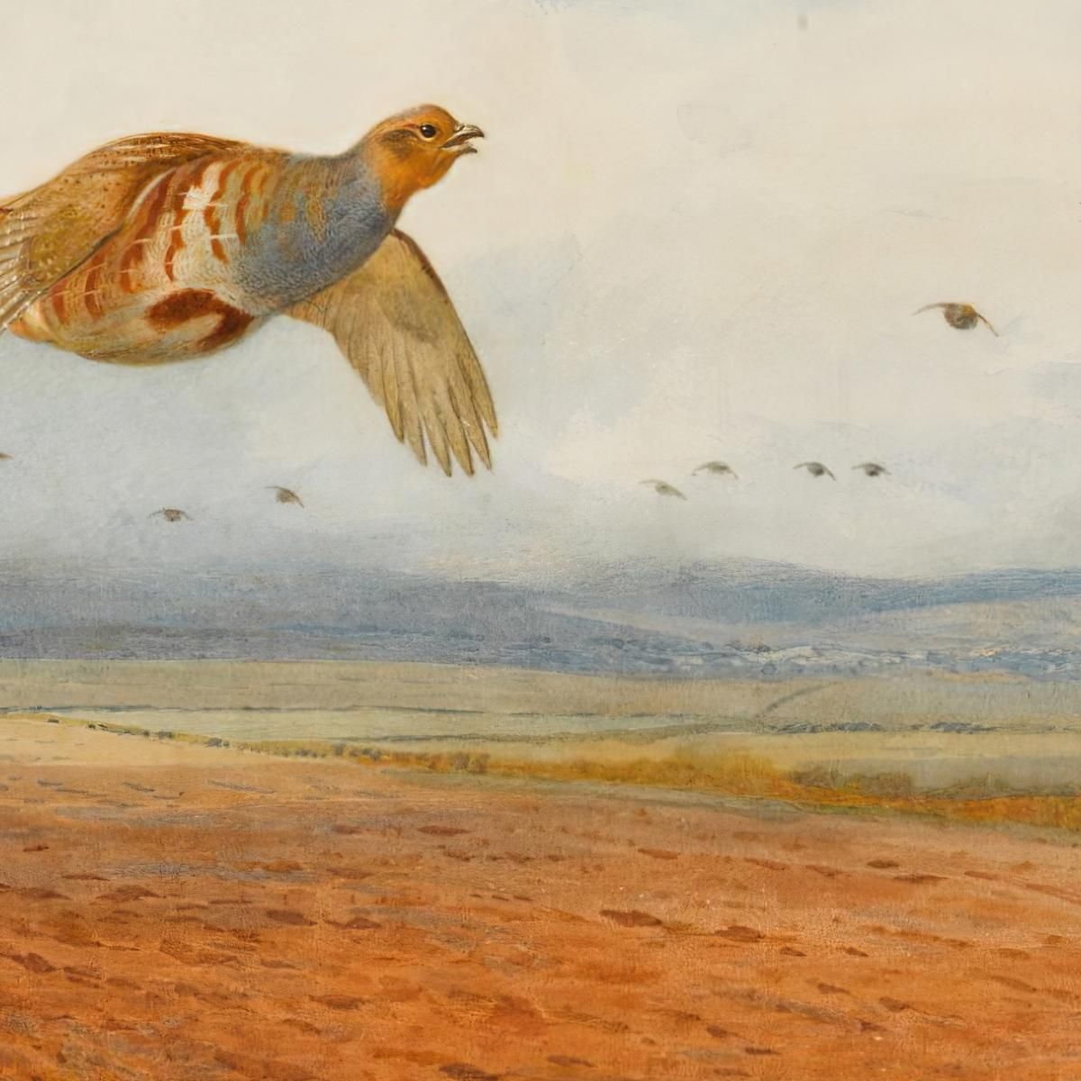 Una Covata Di Pernici Grigie In Volo Archibald Thorburn ath2 quadro stampa su tela