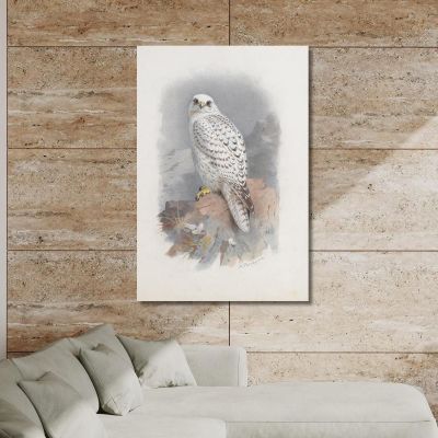 Ein Grönlandfalke Archibald Thorburn, ath5 drucken auf leinwand