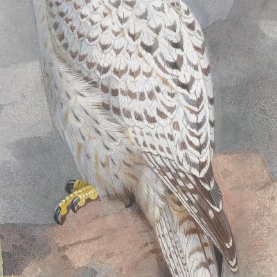 Un Falco Della Groenlandia Archibald Thorburn ath5 quadro stampa su tela