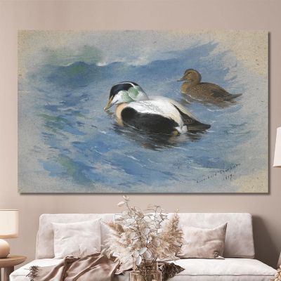 A Pair Of Eider Ducks Archibald Thorburn, ath8 canvas print