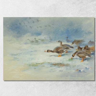 Oche Facciabianca Archibald Thorburn ath17 quadro stampa su tela