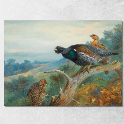 Gallo Cedrone Archibald Thorburn ath34 quadro stampa su tela