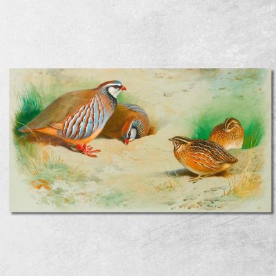 Pernice Francese E Pulcini Archibald Thorburn ath47 quadro stampa su tela