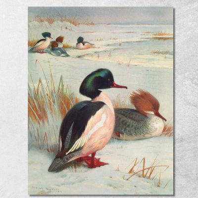 Smergo Maggiore Archibald Thorburn ath50 quadro stampa su tela