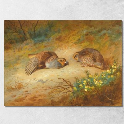 Pernice Grigia Archibald Thorburn ath52 quadro stampa su tela