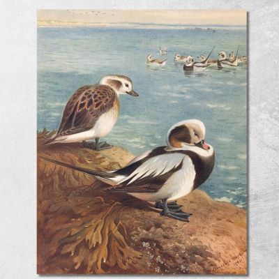 Moretta Codona In Inverno Archibald Thorburn ath63 quadro stampa su tela