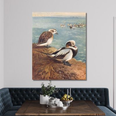 Long-Tailed Duck Winter Archibald Thorburn, ath63 canvas print