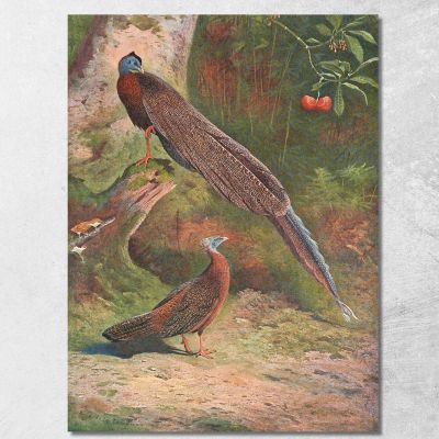 Fagiano Argus Malese Archibald Thorburn ath64 quadro stampa su tela