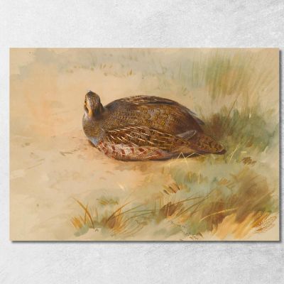 Pernice Archibald Thorburn ath75 quadro stampa su tela