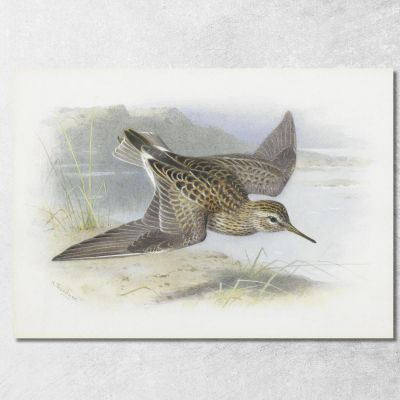 Piro-Piro Pettorale Archibald Thorburn ath78 quadro stampa su tela