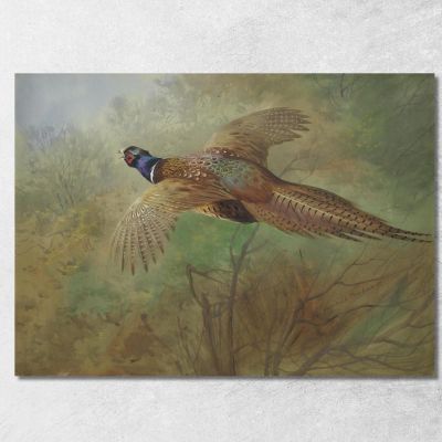Fagiano In Volo Archibald Thorburn ath80 quadro stampa su tela