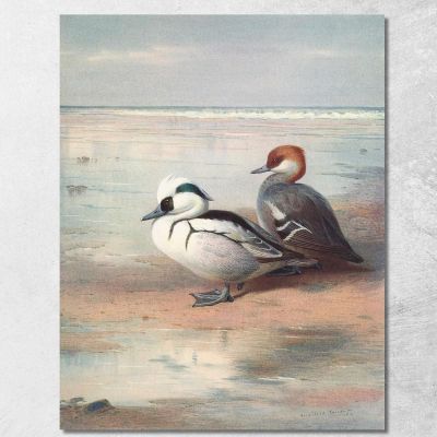 Smergo Minore Archibald Thorburn ath92 quadro stampa su tela