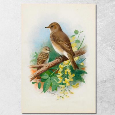 Balia Dal Collare Archibald Thorburn ath93 quadro stampa su tela