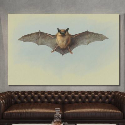 Estudio De Un Murciélago Común Archibald Thorburn, ath95 cuadro en lienzo