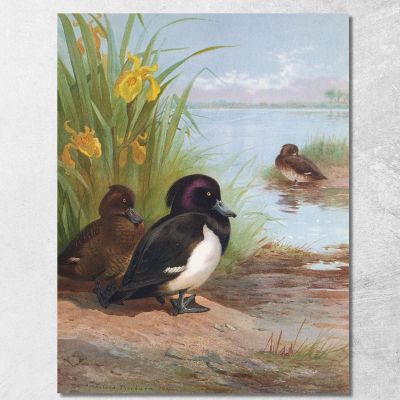 Moretta Tufted Archibald Thorburn ath106 quadro stampa su tela