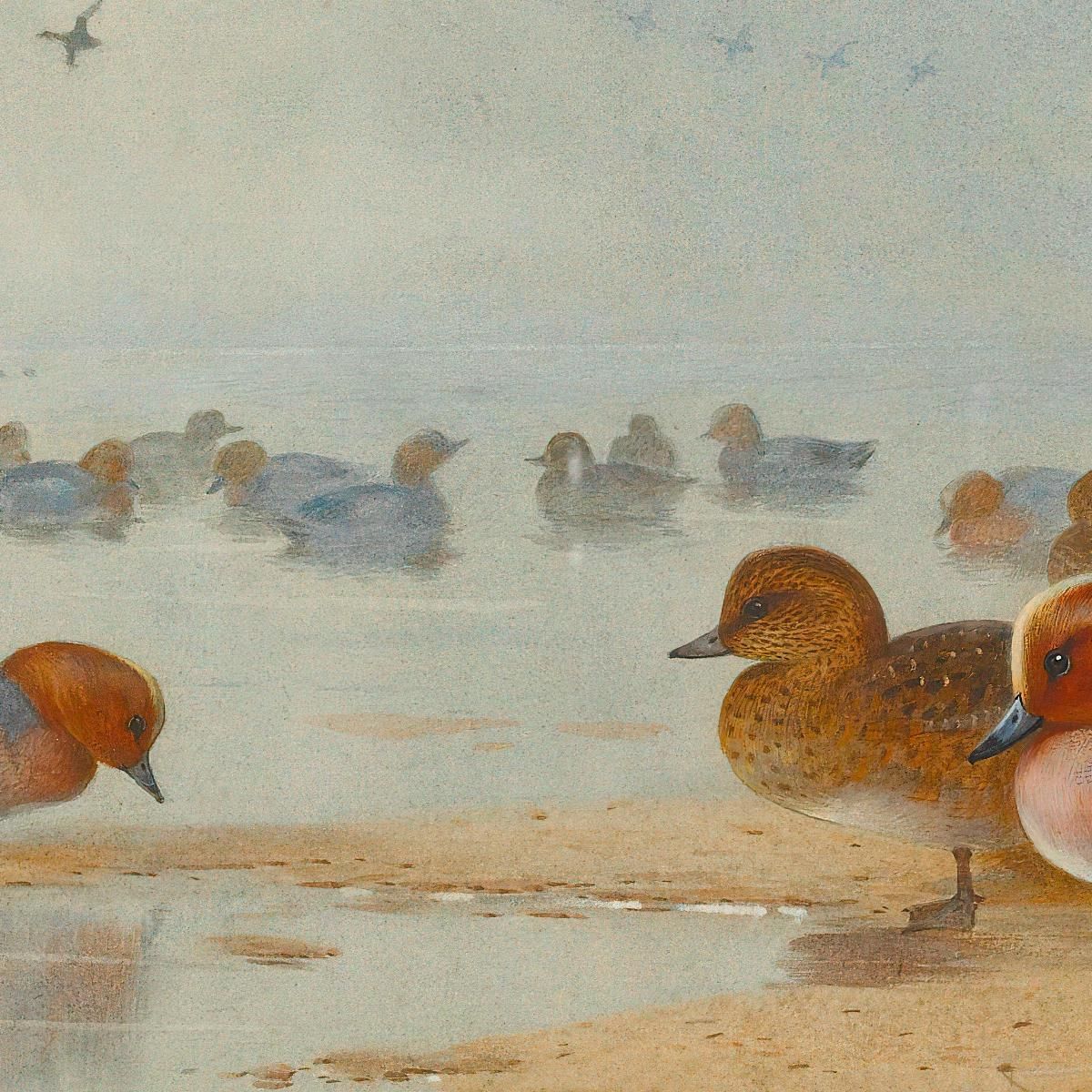 Canard Siffleur Et Sarcelle D'Hiver Au Bord De L'Eau Archibald Thorburn  tableau impression sur toile, image size:1200x1200