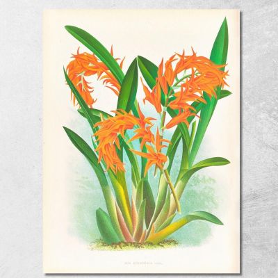 Illustrazioni Botaniche Ada Aurantiaca Jean Jules Linden jjl1 quadro stampa su tela