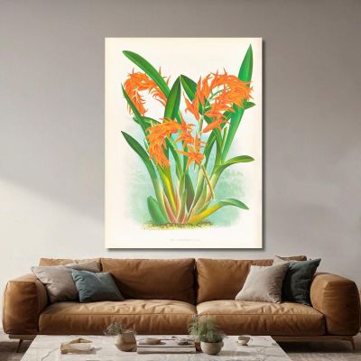 Illustrations Botaniques Ada Aurantiaca Jean Jules Linden, jjl1 tableau impression sur toile