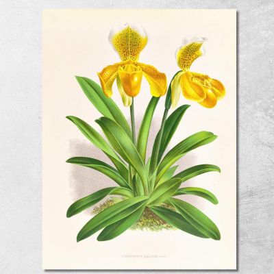 Illustrazioni Botaniche Cypripedium Sallieri Jean Jules Linden jjl62 quadro stampa su tela