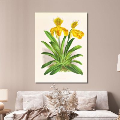 Illustrazioni Botaniche Cypripedium Sallieri Jean Jules Linden jjl62 quadro stampa su tela