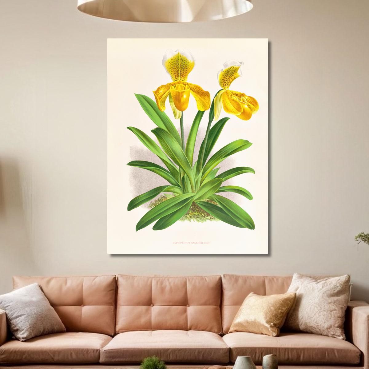 Illustrazioni Botaniche Cypripedium Sallieri Jean Jules Linden jjl62 quadro stampa su tela