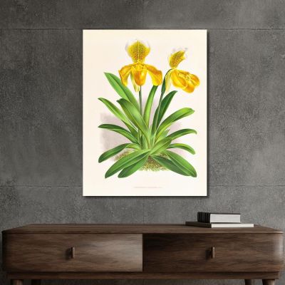 Illustrazioni Botaniche Cypripedium Sallieri Jean Jules Linden jjl62 quadro stampa su tela