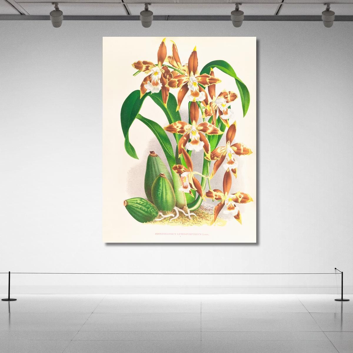 Illustrazioni Botaniche Odontoglossum Luteo-Purpureum Jean Jules Linden jjl112 quadro stampa su tela