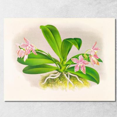 Illustrazioni Botaniche Phalaenopsis Luddemanniana Jean Jules Linden jjl137 quadro stampa su tela
