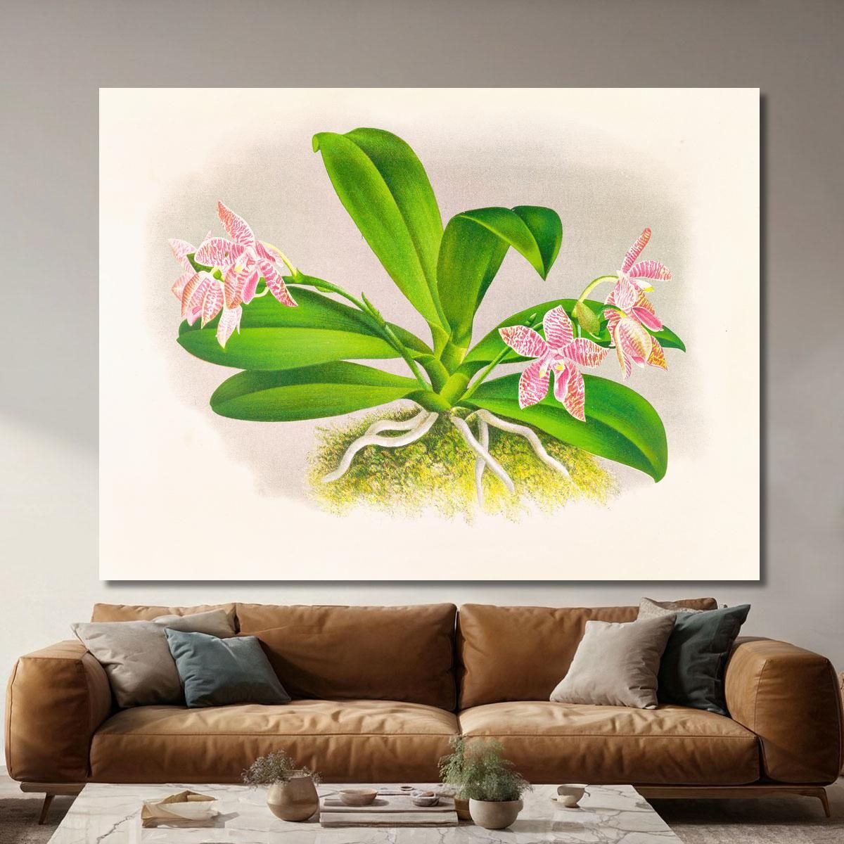 Illustrazioni Botaniche Phalaenopsis Luddemanniana Jean Jules Linden jjl137 quadro stampa su tela