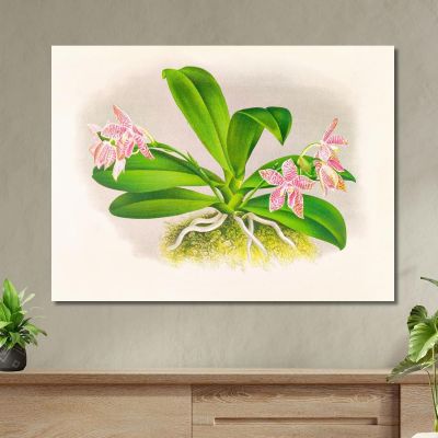 Illustrazioni Botaniche Phalaenopsis Luddemanniana Jean Jules Linden jjl137 quadro stampa su tela