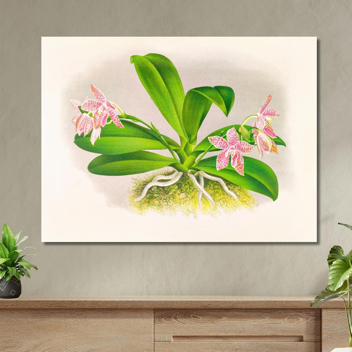 Illustrazioni Botaniche Phalaenopsis Luddemanniana Jean Jules Linden jjl137 quadro stampa su tela
