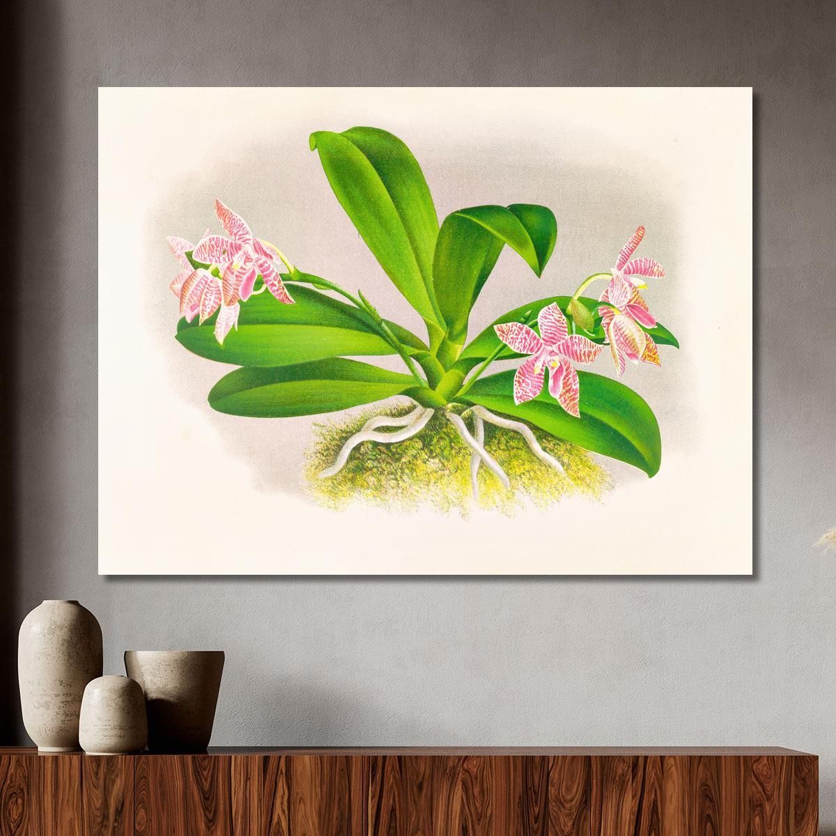 Illustrazioni Botaniche Phalaenopsis Luddemanniana Jean Jules Linden jjl137 quadro stampa su tela