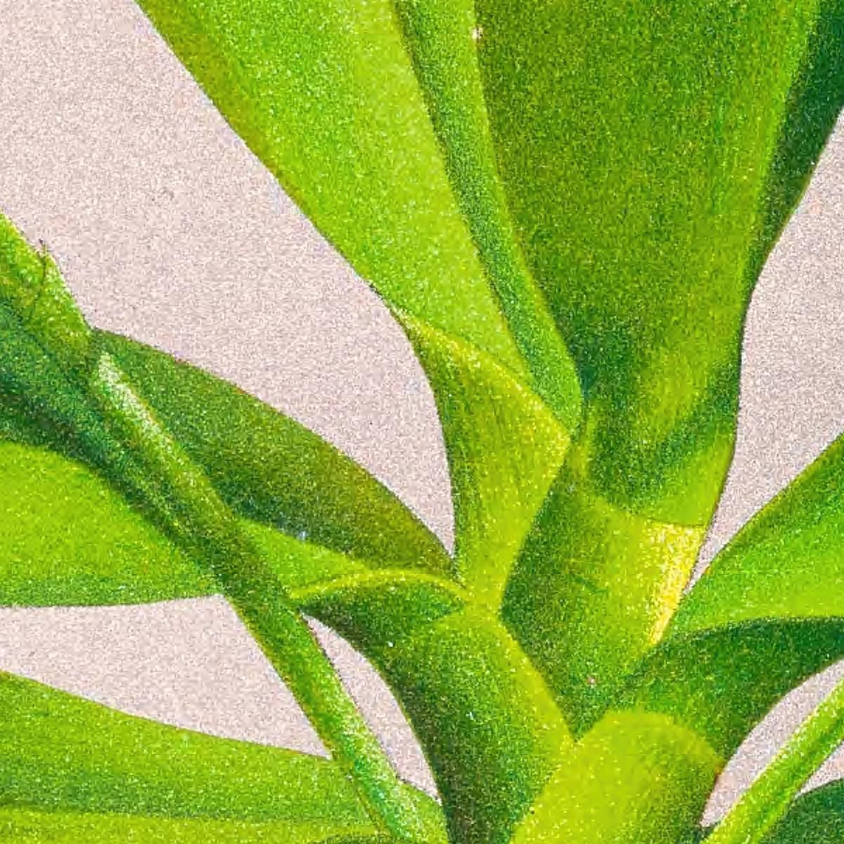 Illustrazioni Botaniche Phalaenopsis Luddemanniana Jean Jules Linden jjl137 quadro stampa su tela