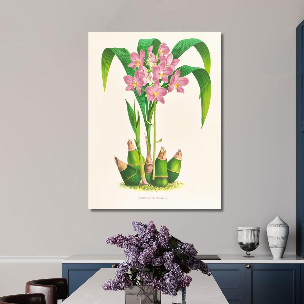Illustrazioni Botaniche Spathoglottis Plicata Jean Jules Linden jjl151 quadro stampa su tela