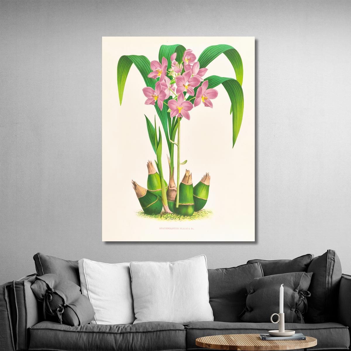 Illustrazioni Botaniche Spathoglottis Plicata Jean Jules Linden jjl151 quadro stampa su tela