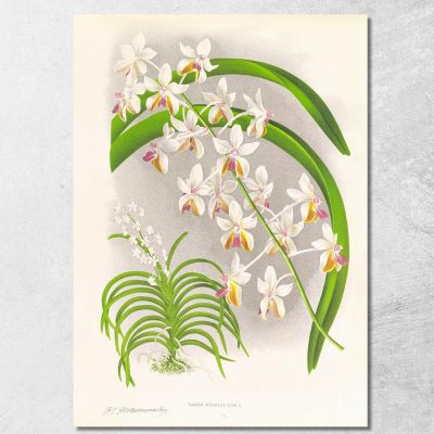 Illustrazioni Botaniche Vanda Boxalli Jean Jules Linden jjl157 quadro stampa su tela