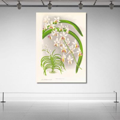 Illustrazioni Botaniche Vanda Boxalli Jean Jules Linden jjl157 quadro stampa su tela