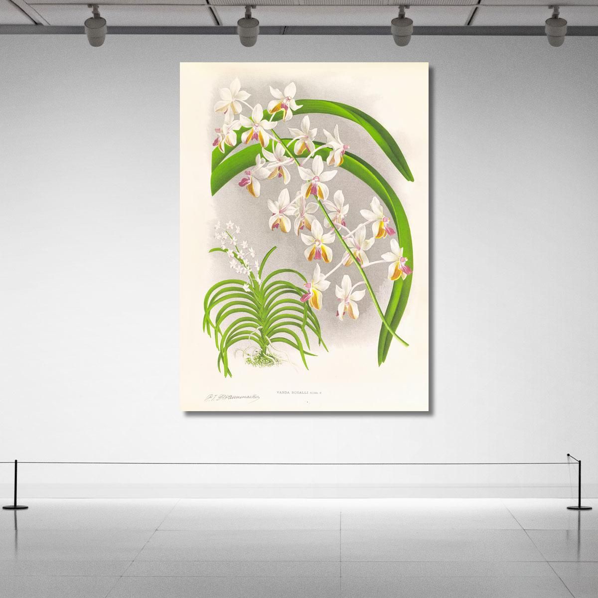 Illustrazioni Botaniche Vanda Boxalli Jean Jules Linden jjl157 quadro stampa su tela