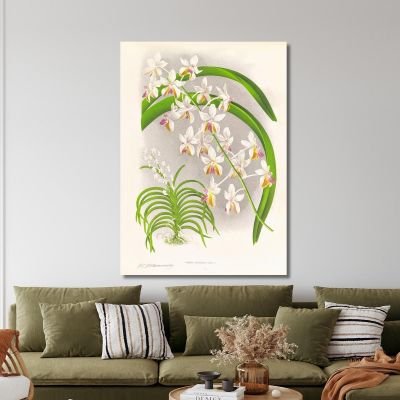 Illustrazioni Botaniche Vanda Boxalli Jean Jules Linden jjl157 quadro stampa su tela