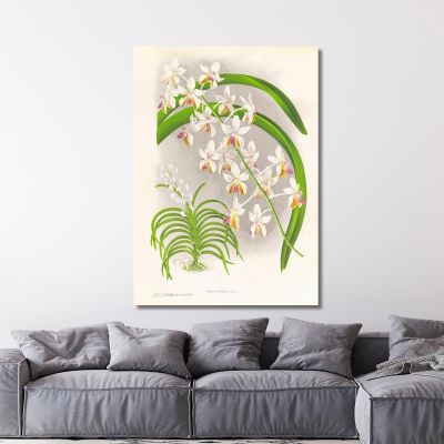 Illustrazioni Botaniche Vanda Boxalli Jean Jules Linden jjl157 quadro stampa su tela