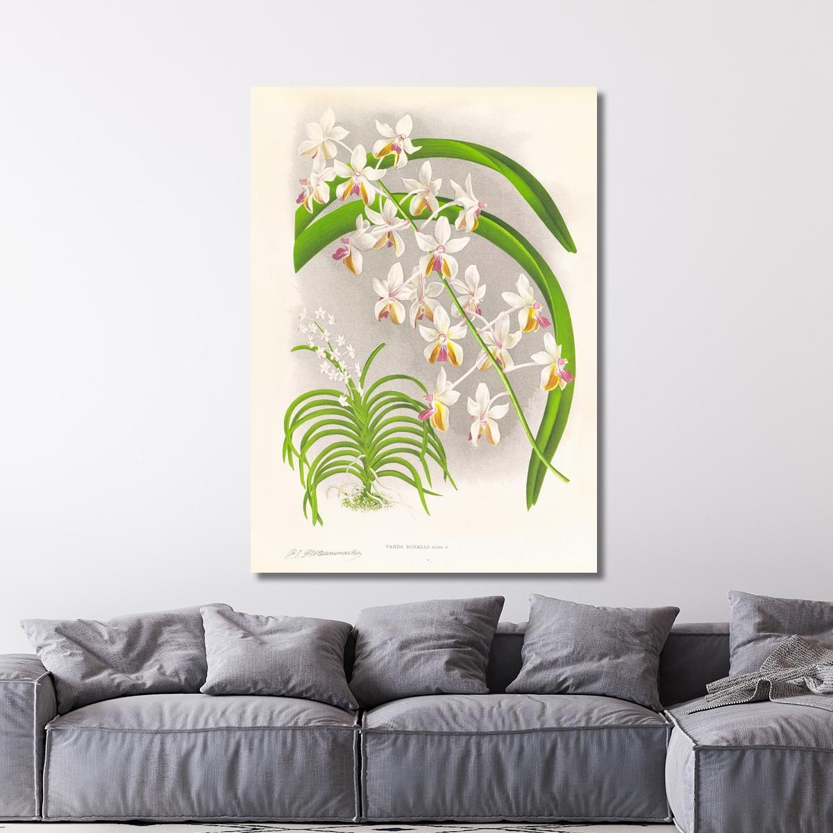 Illustrazioni Botaniche Vanda Boxalli Jean Jules Linden jjl157 quadro stampa su tela