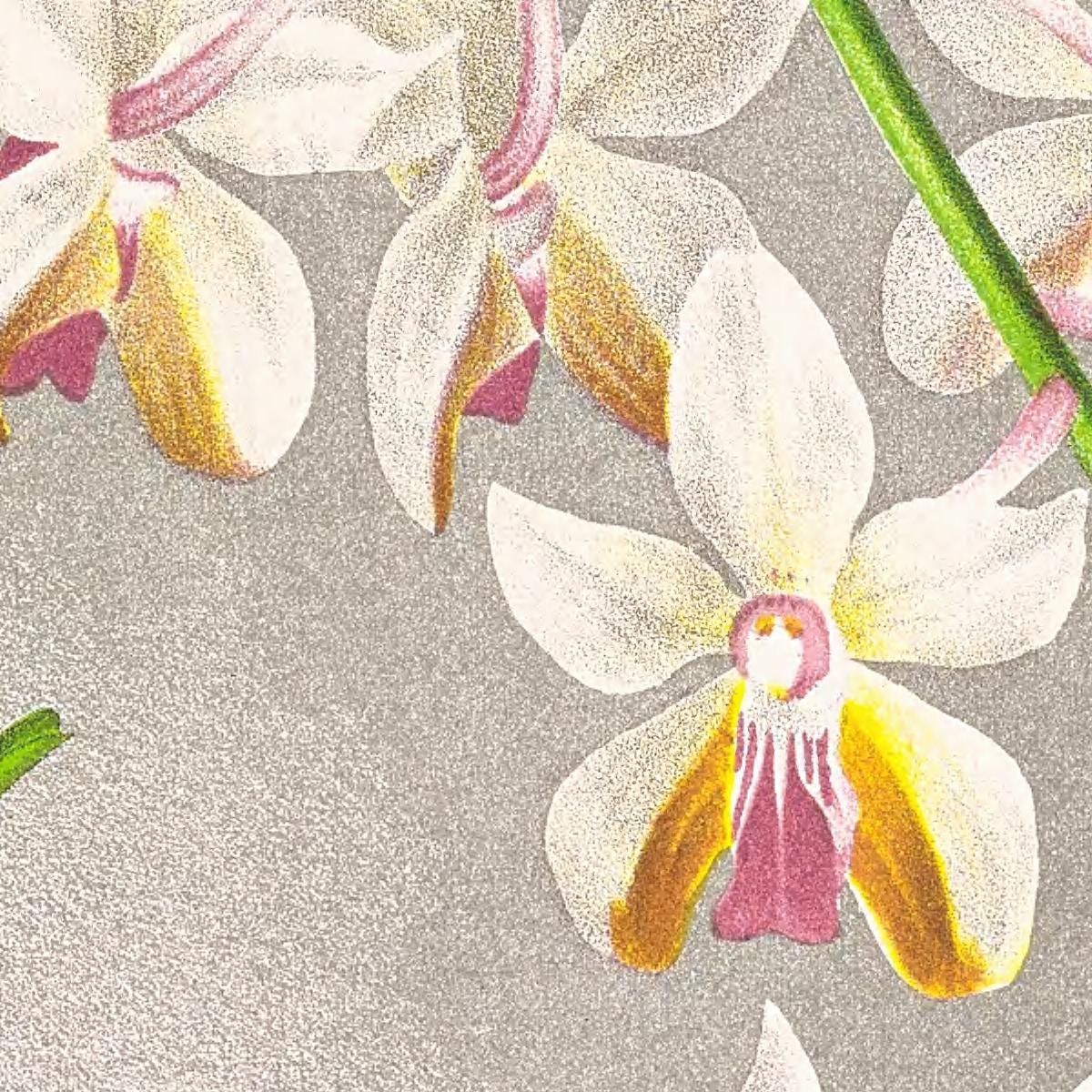 Illustrazioni Botaniche Vanda Boxalli Jean Jules Linden jjl157 quadro stampa su tela