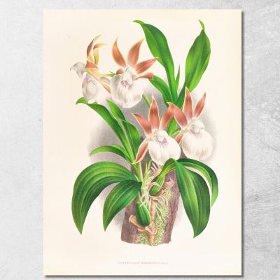 Illustrazioni Botaniche Zygopetalum Rostratum Jean Jules Linden jjl165 quadro stampa su tela