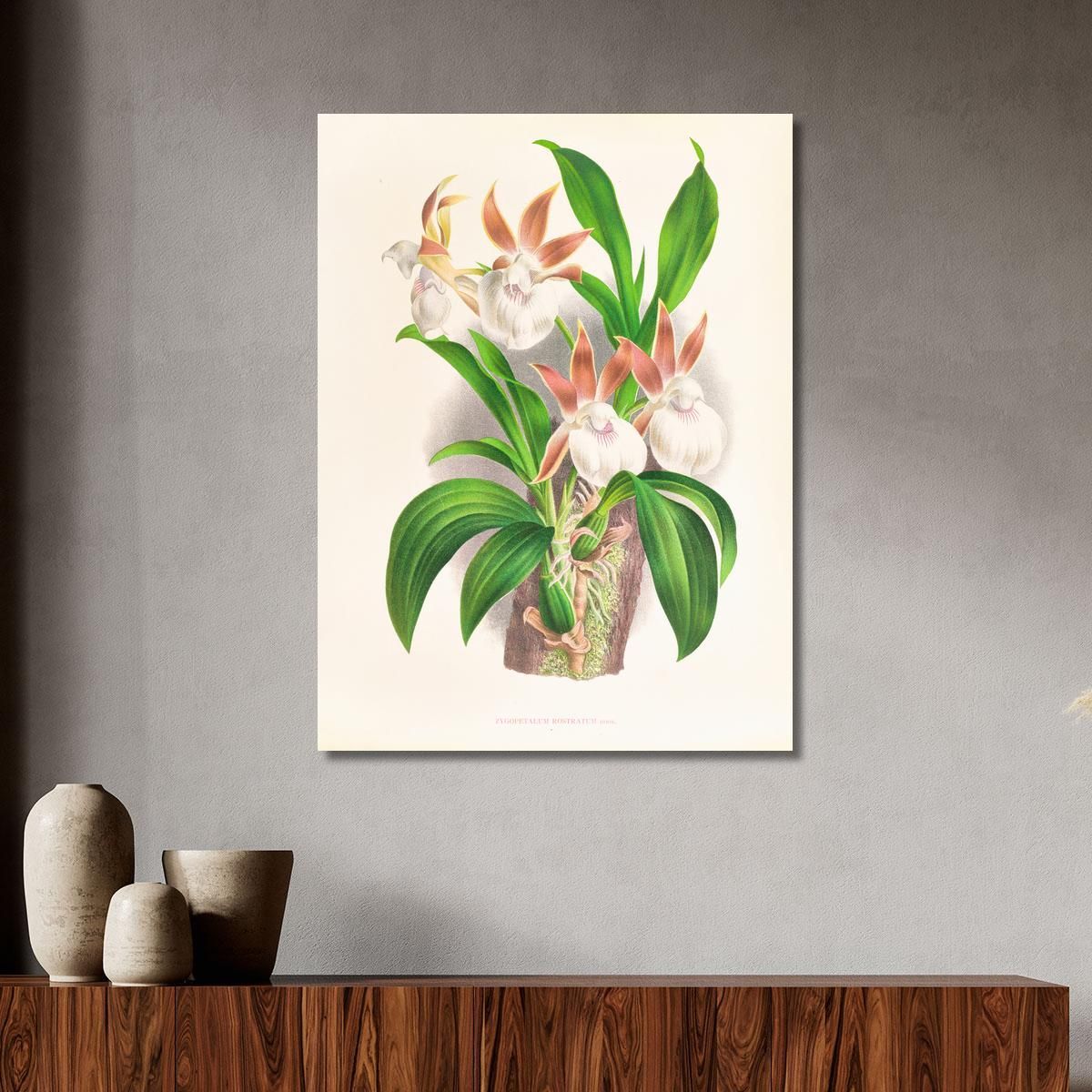 Illustrazioni Botaniche Zygopetalum Rostratum Jean Jules Linden jjl165 quadro stampa su tela